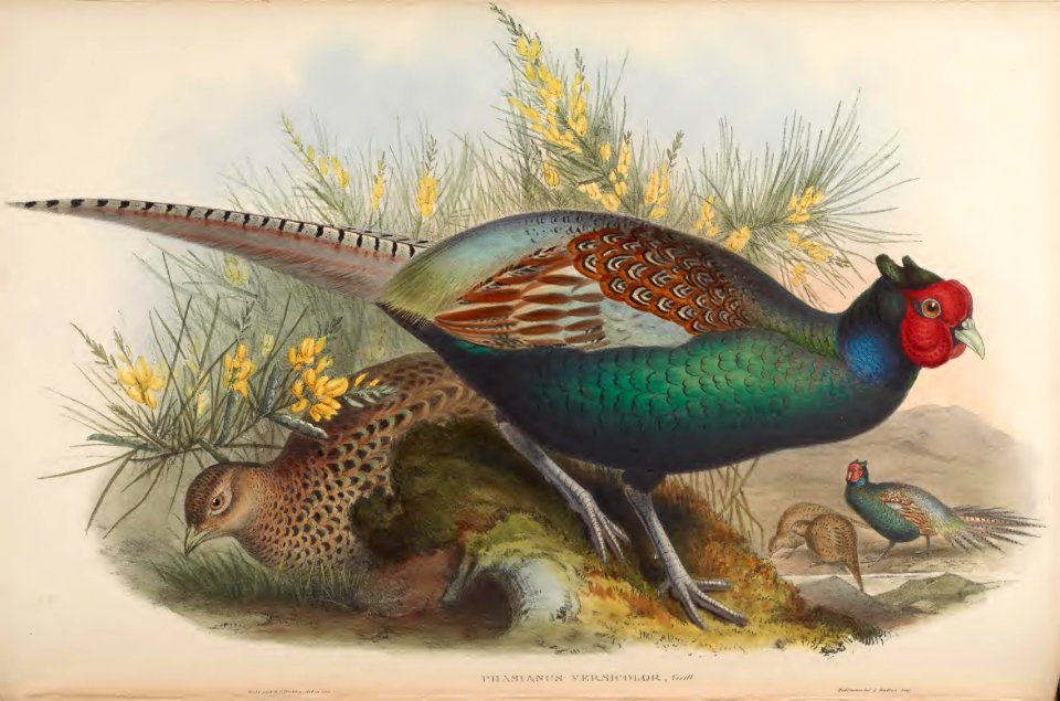 7_040 Japanese Pheasant