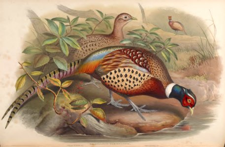 7_039 Chinese Ring-necked Pheasant