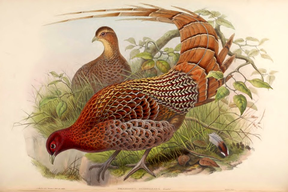 7_038 Sparkling Pheasant