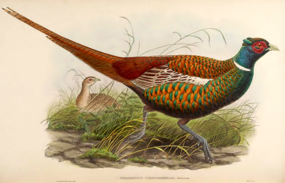 7_036 Oxus Pheasant