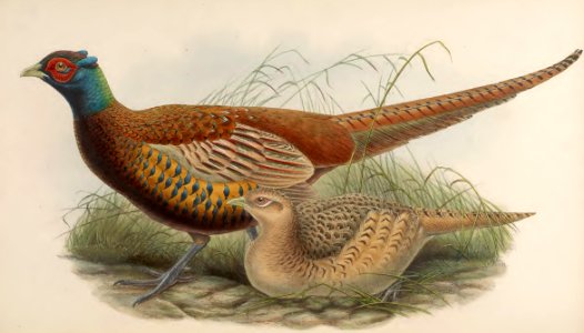 7_035 Shaw's Pheasant