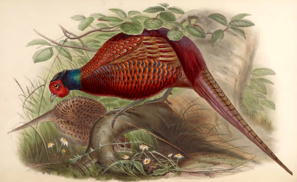 7_034 Common Pheasant