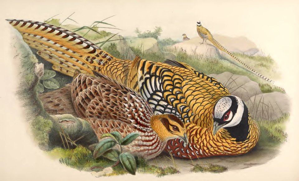 7_033 Reeves's Pheasant