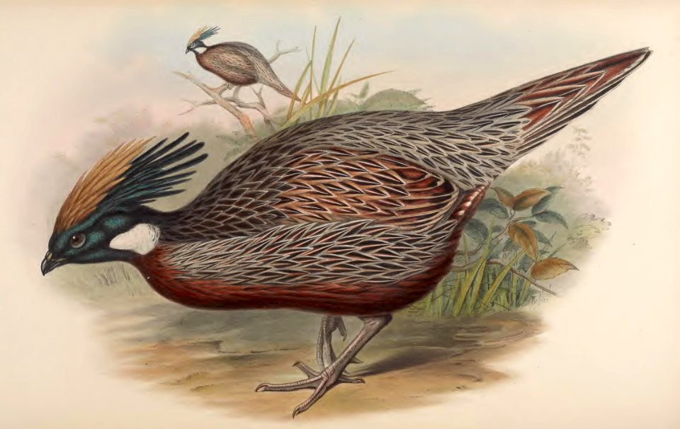 7_028 Nepaul Pucras Pheasant