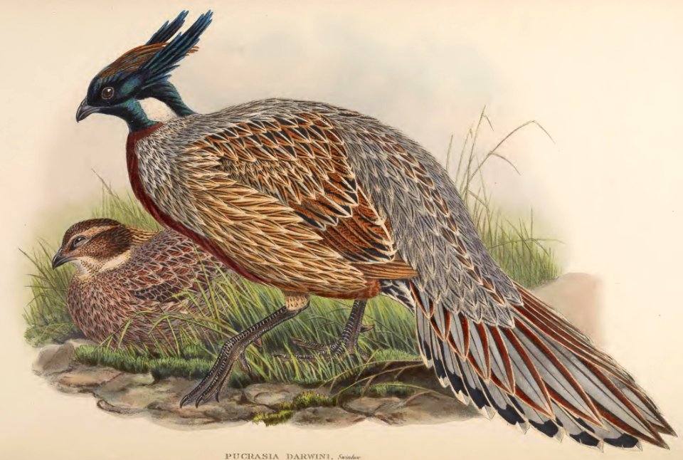 7_025 Darwin's Pucras Pheasant