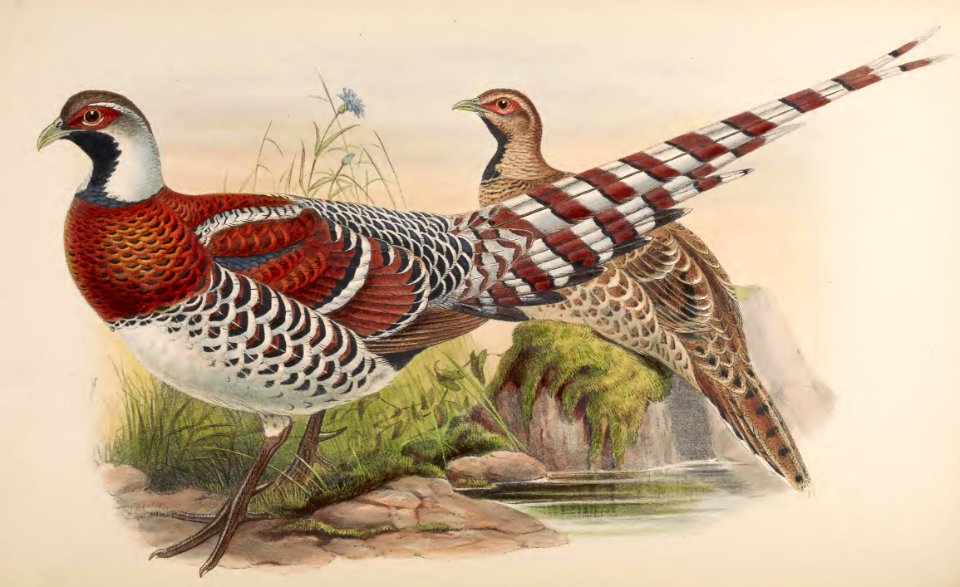 7_023 Elliot's Pheasant