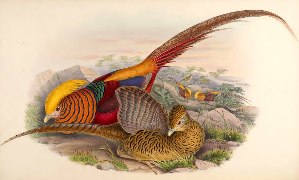 7_019 Golden Pheasant