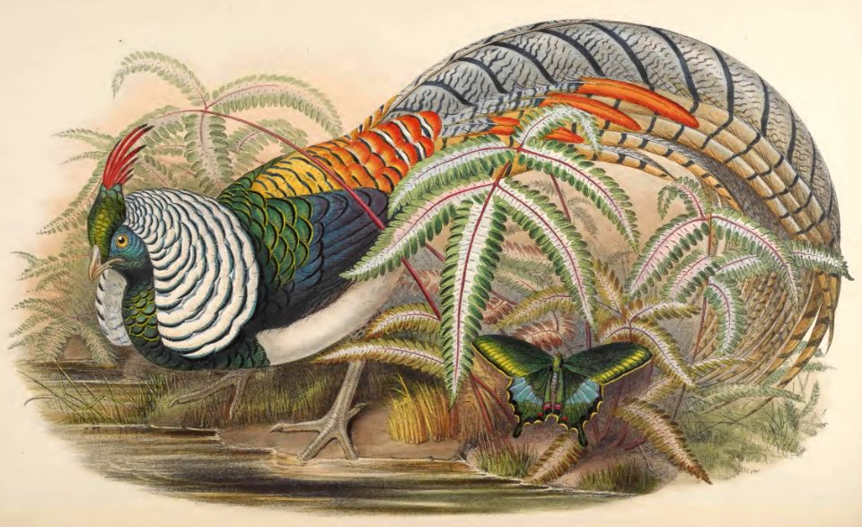 7_020 Lady Amherst's Pheasant