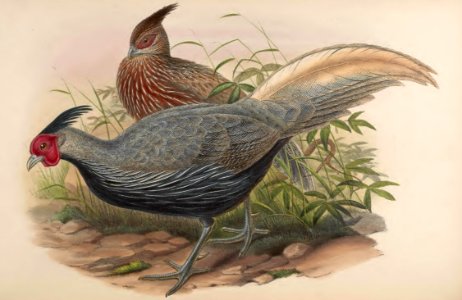 7_014 Lineated Pheasant
