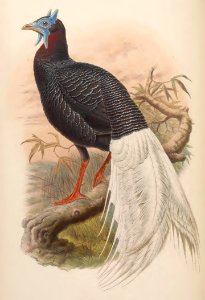 7_013 Bulwer's Pheasant