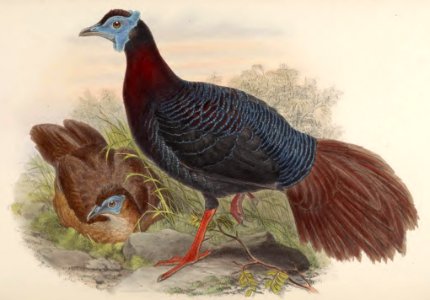 7_012 Chestnut-tailed Lobed Pheasant