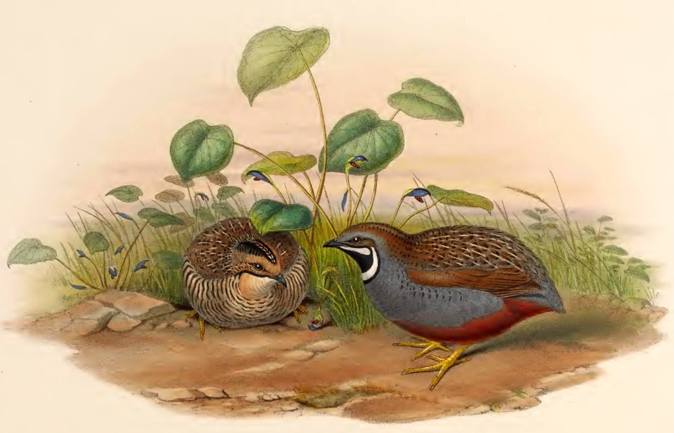 7_006 Chinese Quail