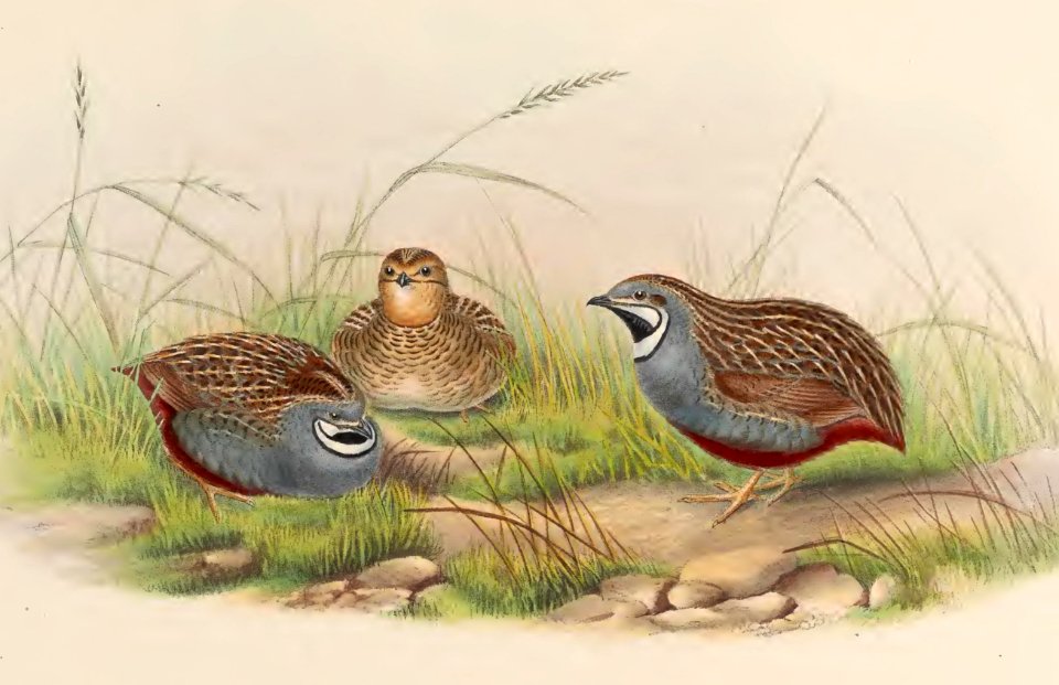 7_007 Minute Quail