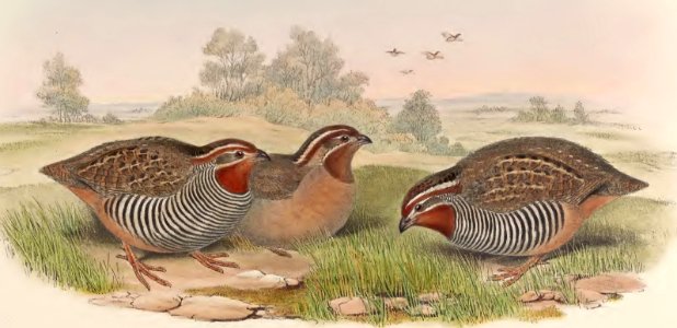 7_004 Asiatic Bush-Quail