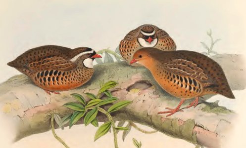 7_003 Little Red-billed Partridge