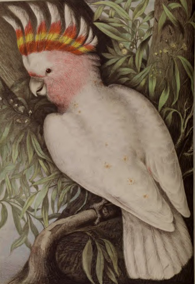 Leadbeater's Cockatoo