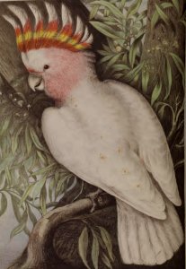 Leadbeater's Cockatoo