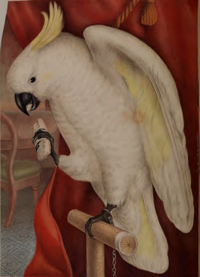 Great Sulfur Crested Cockatoo