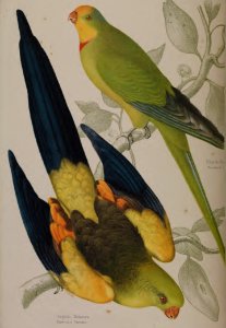 Black Tailed Parakeet