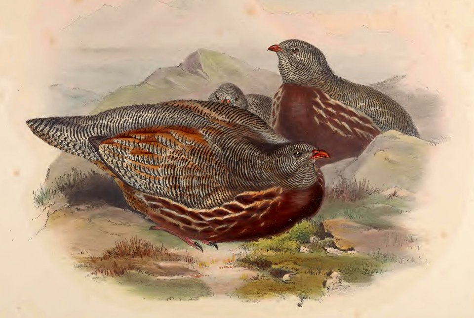 6_075 Lerwa Partridge