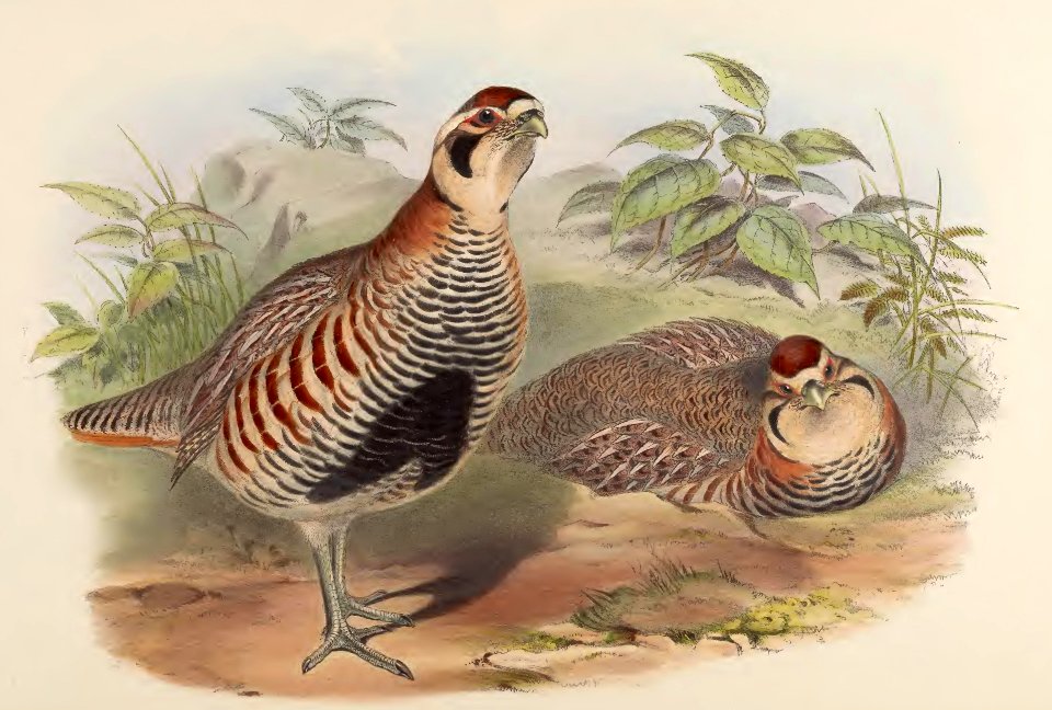 6_074 Thibet Partridge
