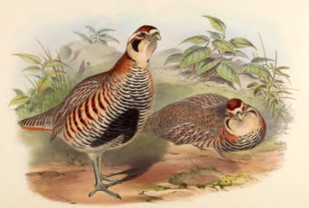 6_074 Thibet Partridge