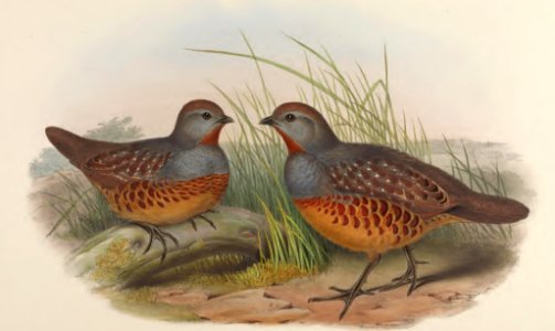 6_072 Formosan Bamboo Partridge