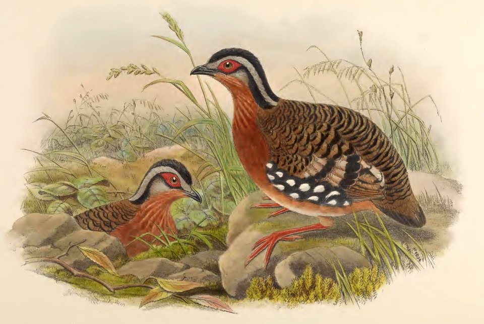 6_071 Rufous-breasted Bamboo Partridge