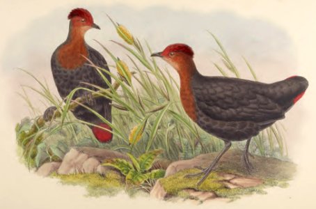 6_070 Crimson-vented Partridge