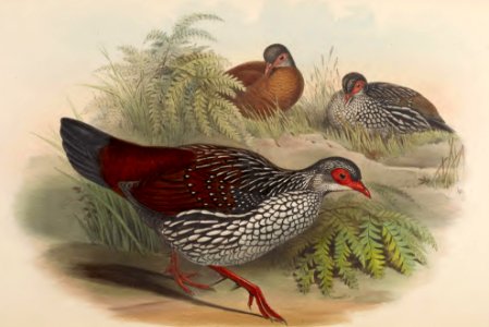 6_067 Ceylon Spur-Fowl