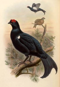 6_066 Georgian Black Grouse