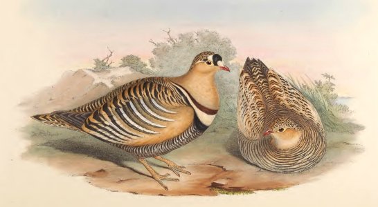 6_065 Banded Sand Grouse