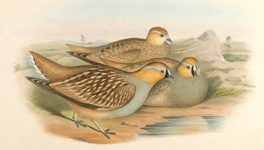 6_063 Coronetted Sand Grouse