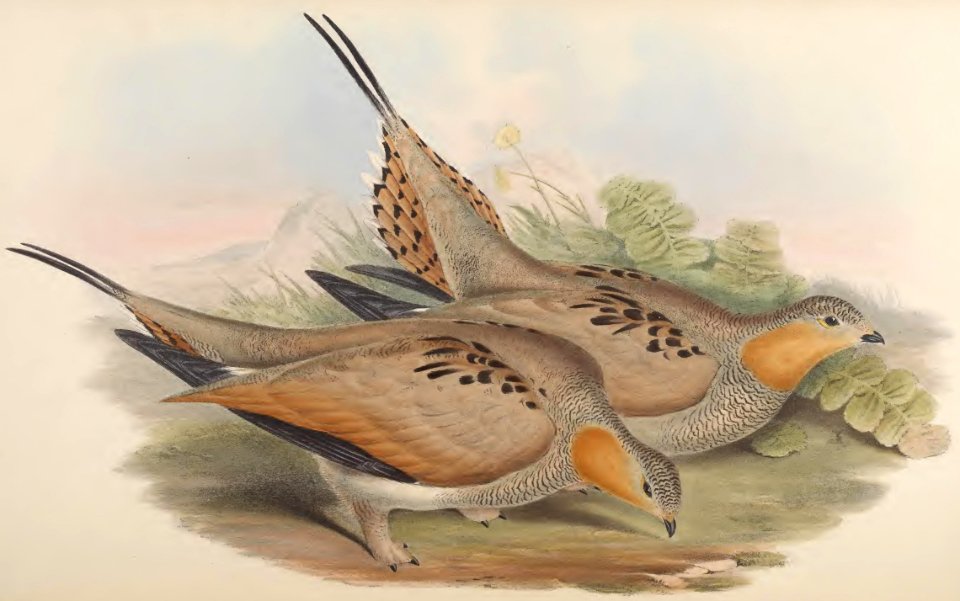 6_061 Tibetian Short-toed Sand Grouse