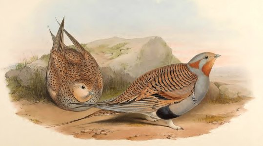 6_060 Pallas's Sandgrouse