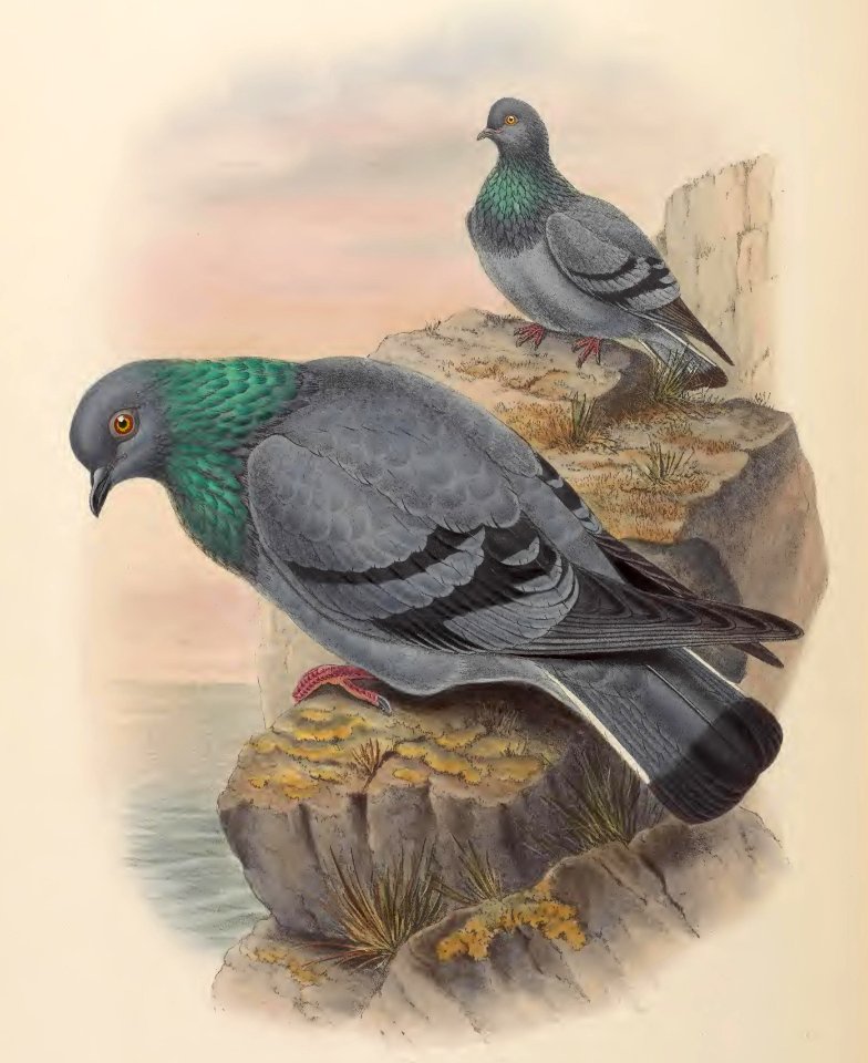 6_056 Indian Rock Pigeon