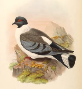6_055 White-bellied Pigeon
