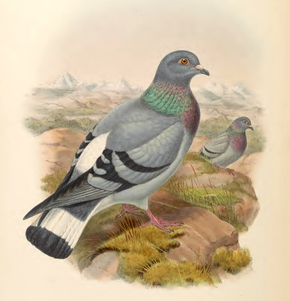 6_054 Mongolian Rock Pigeon