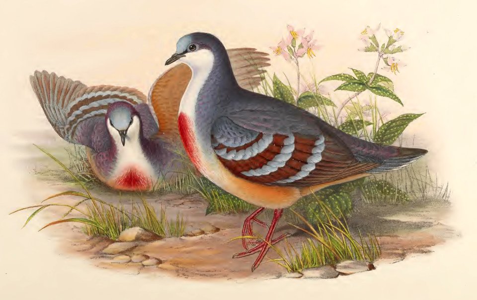 6_051 Red-breasted Pigeon