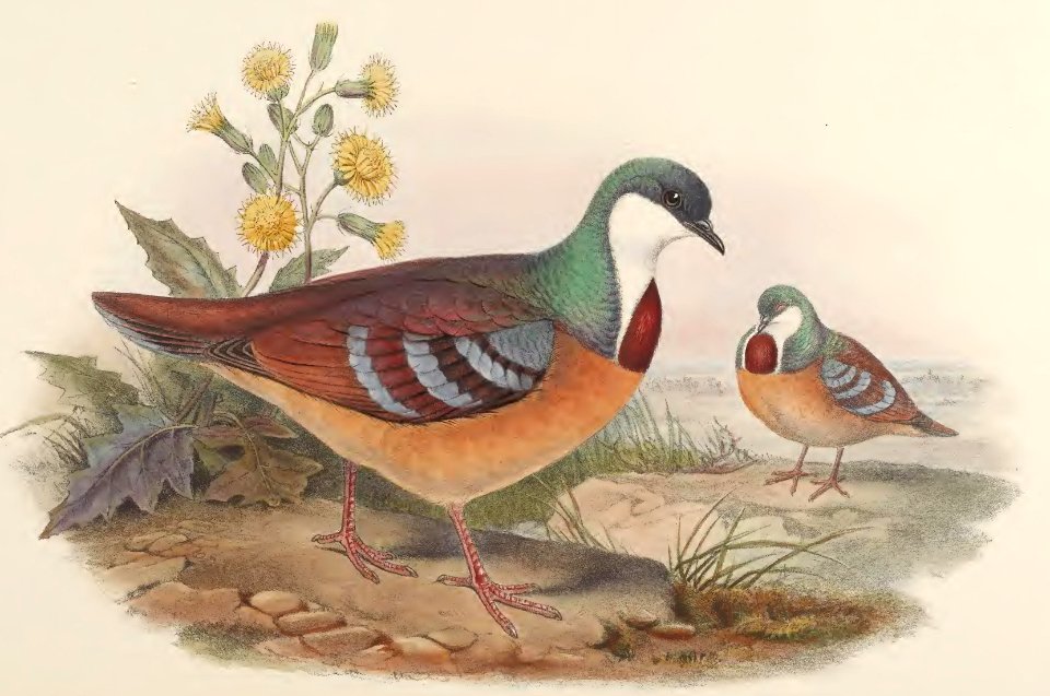 6_052 Maroon-breasted Pigeon