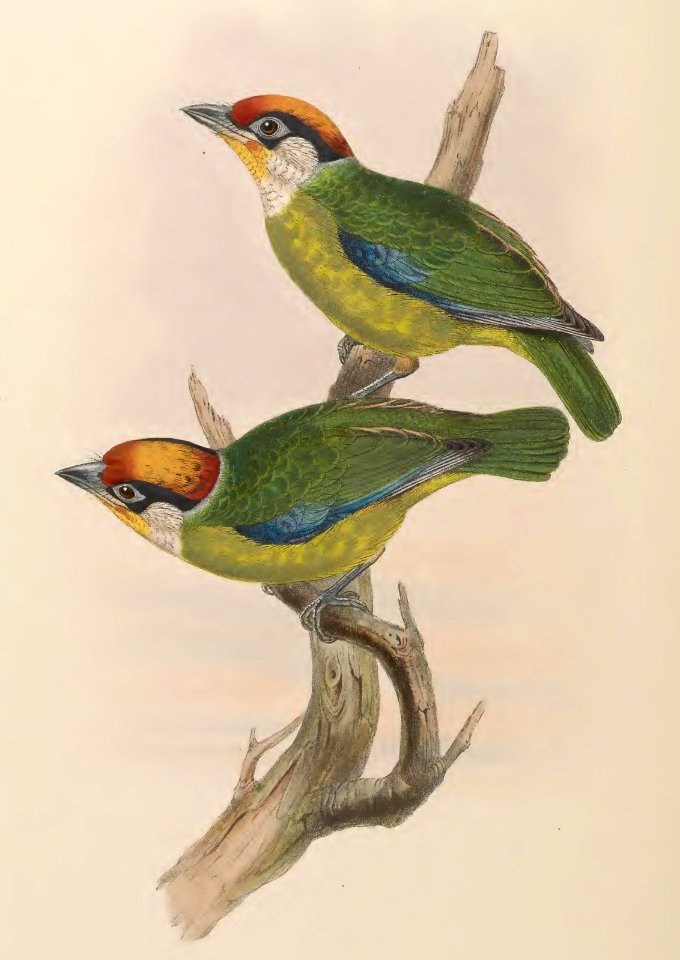 6_050 Franklin's Barbet