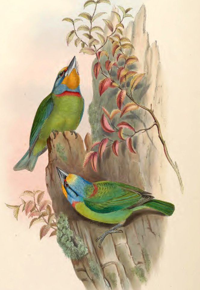 6_049 Embroidered Barbet