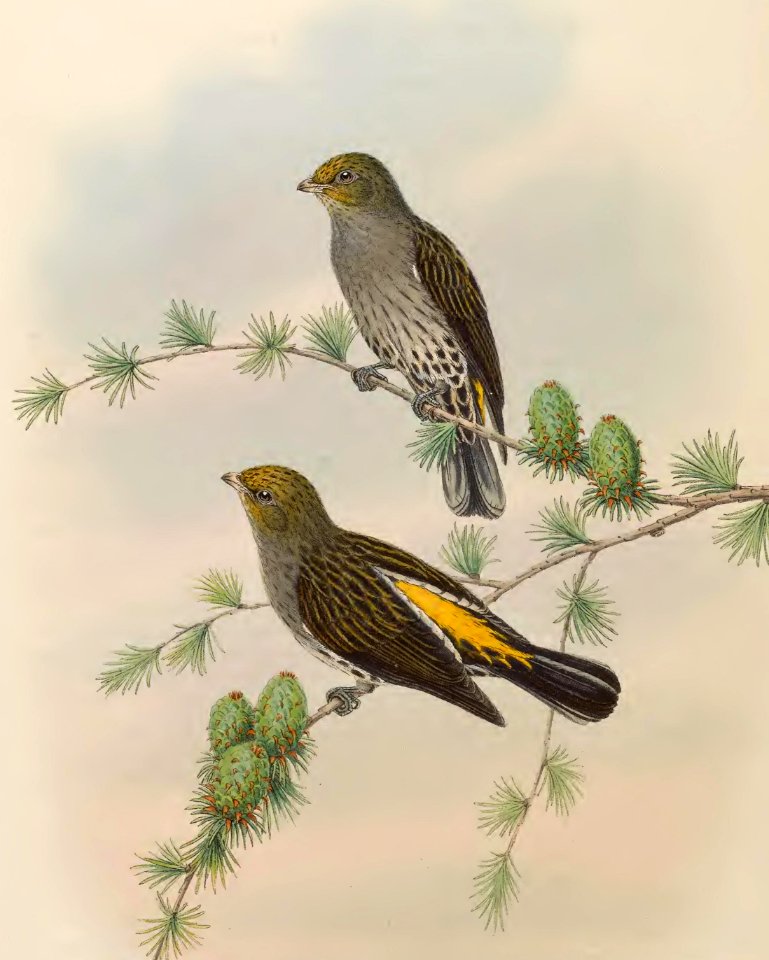 6_048 Yellow-rumped Honey-guide