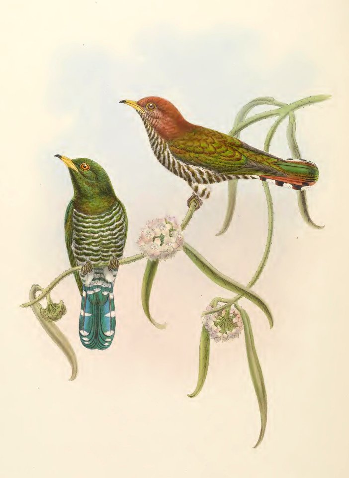 6_046 Emerald Cuckoo