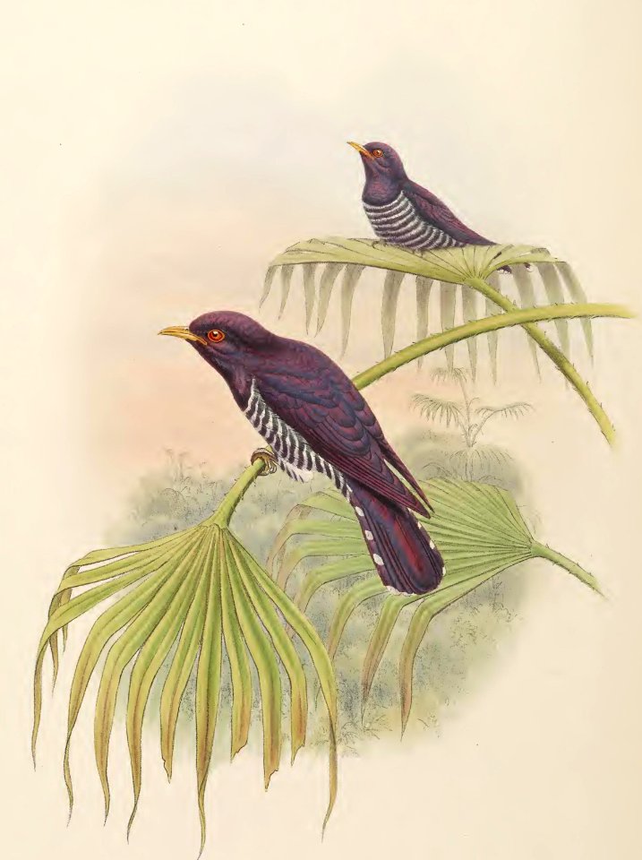 6_047 Amethystine Cuckoo
