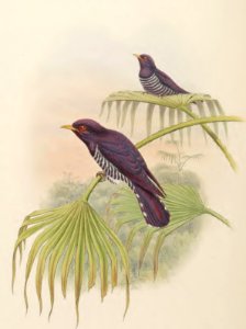 6_047 Amethystine Cuckoo