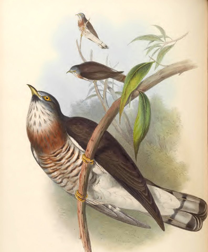 6_042 Powerful Cuckoo