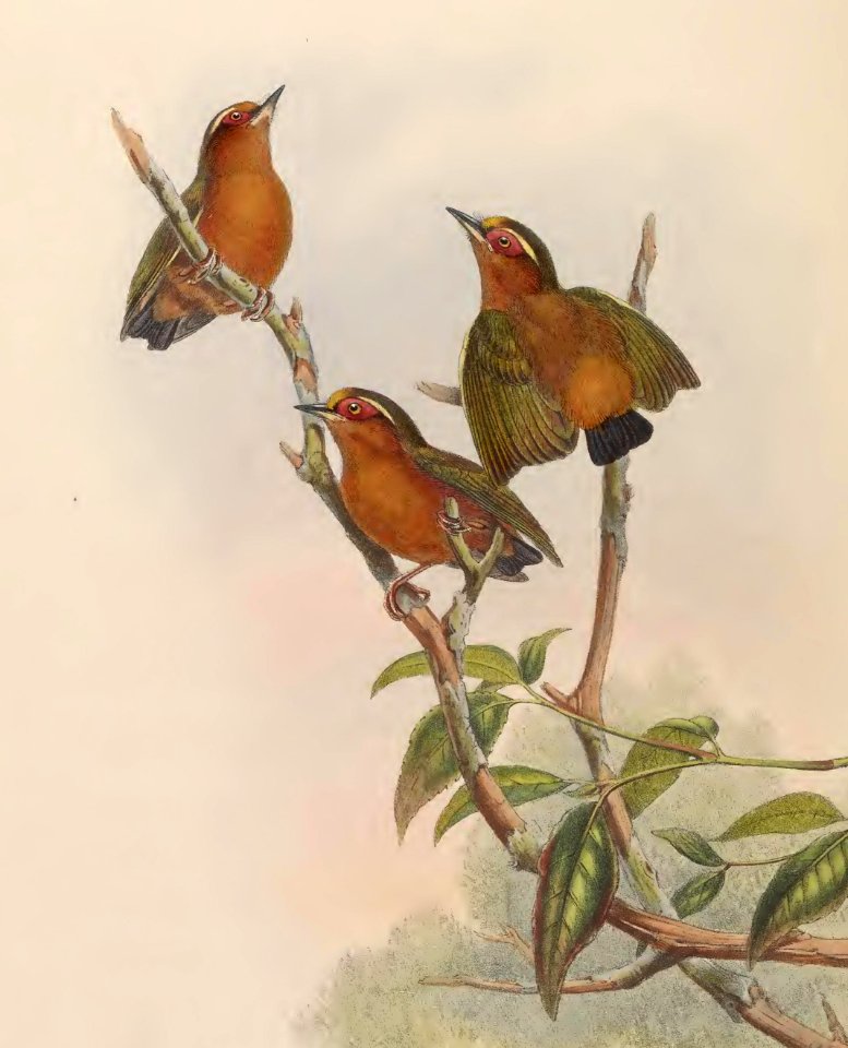 6_040 Rufous Piculet