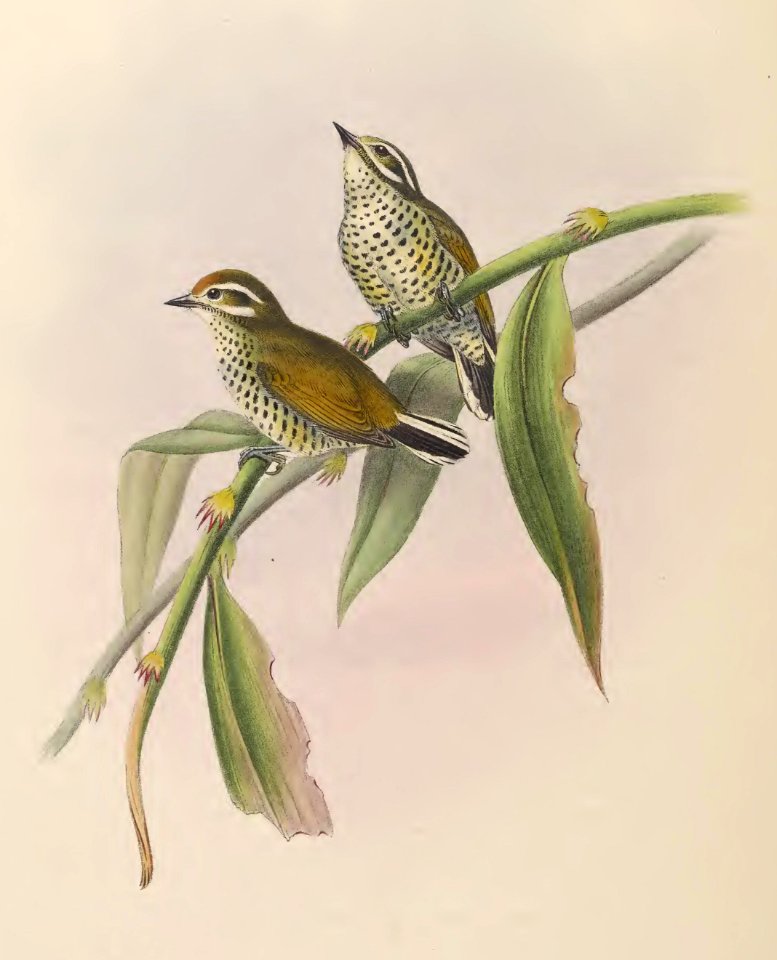 6_039 Speckled Piculet