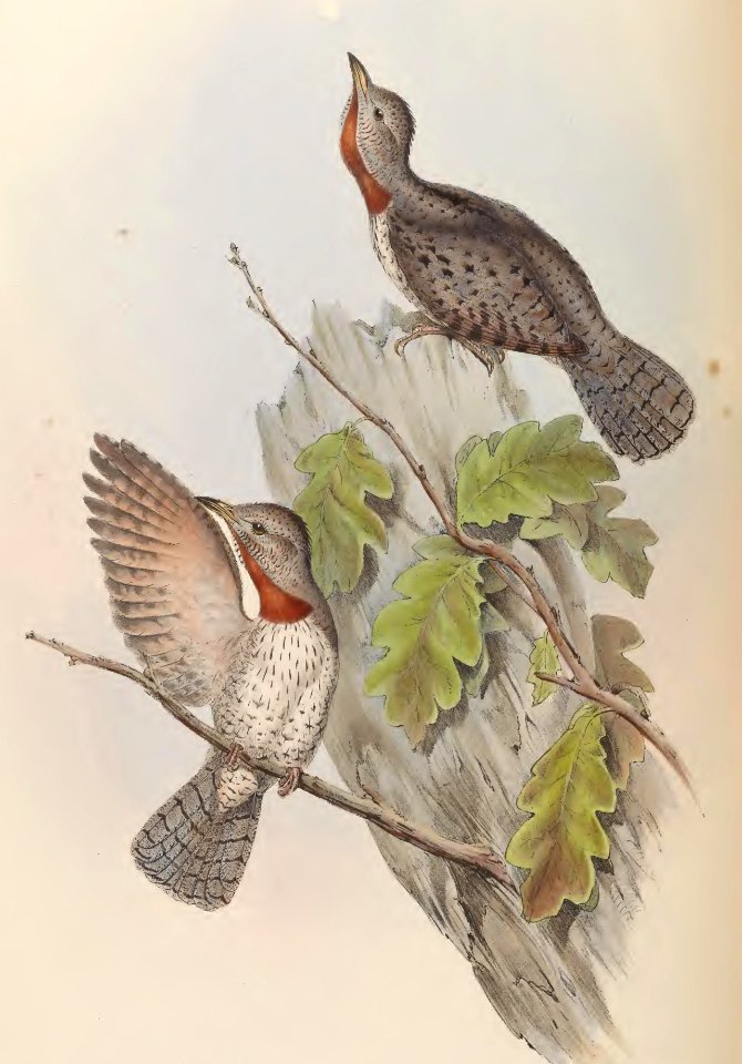 6_038 Indian Wryneck